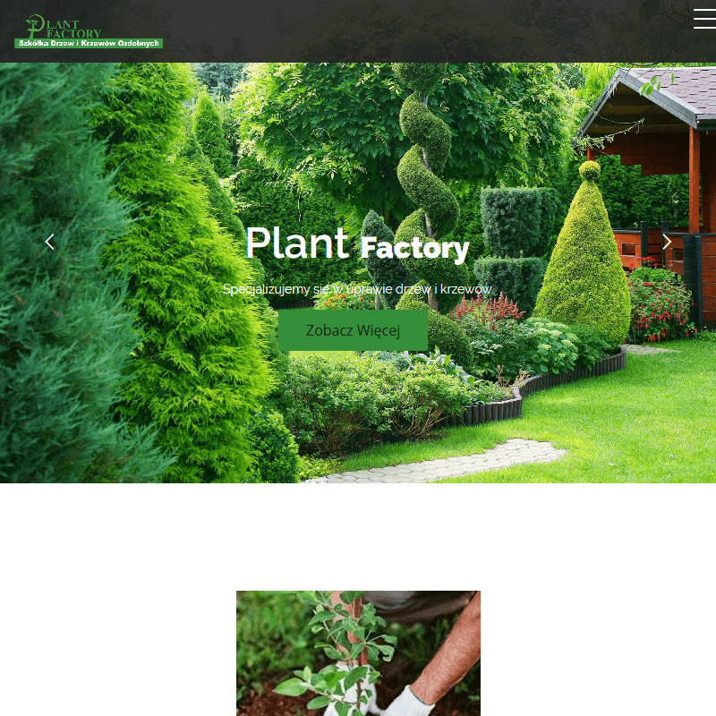 Sadzonki ze szkółki